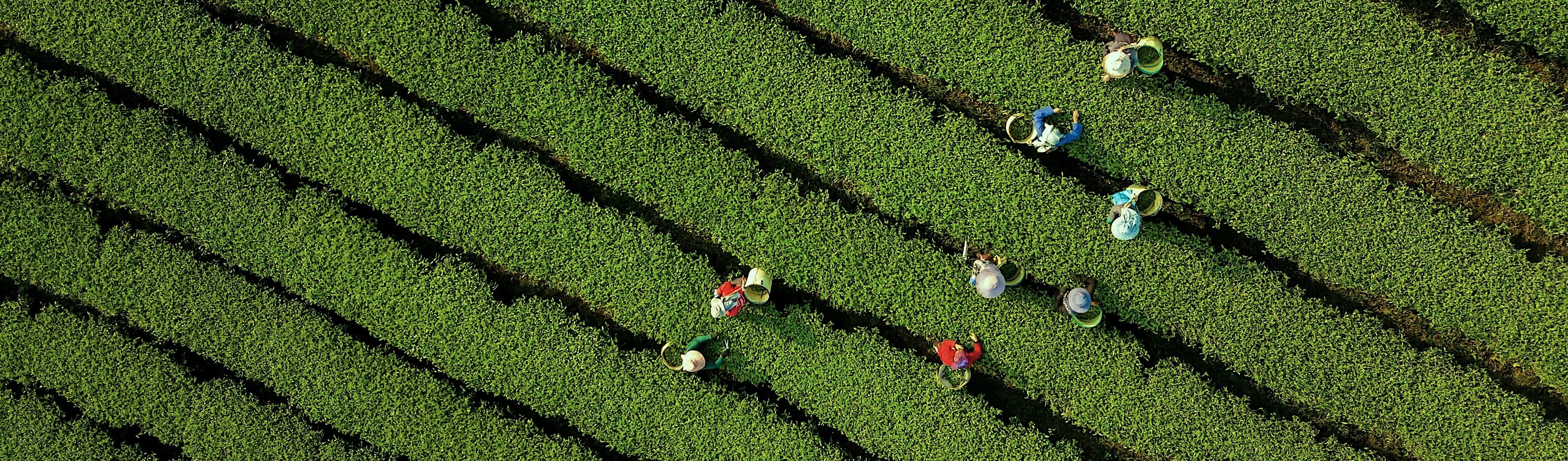 Vibrant aerial image of workers harvesting crops by hand