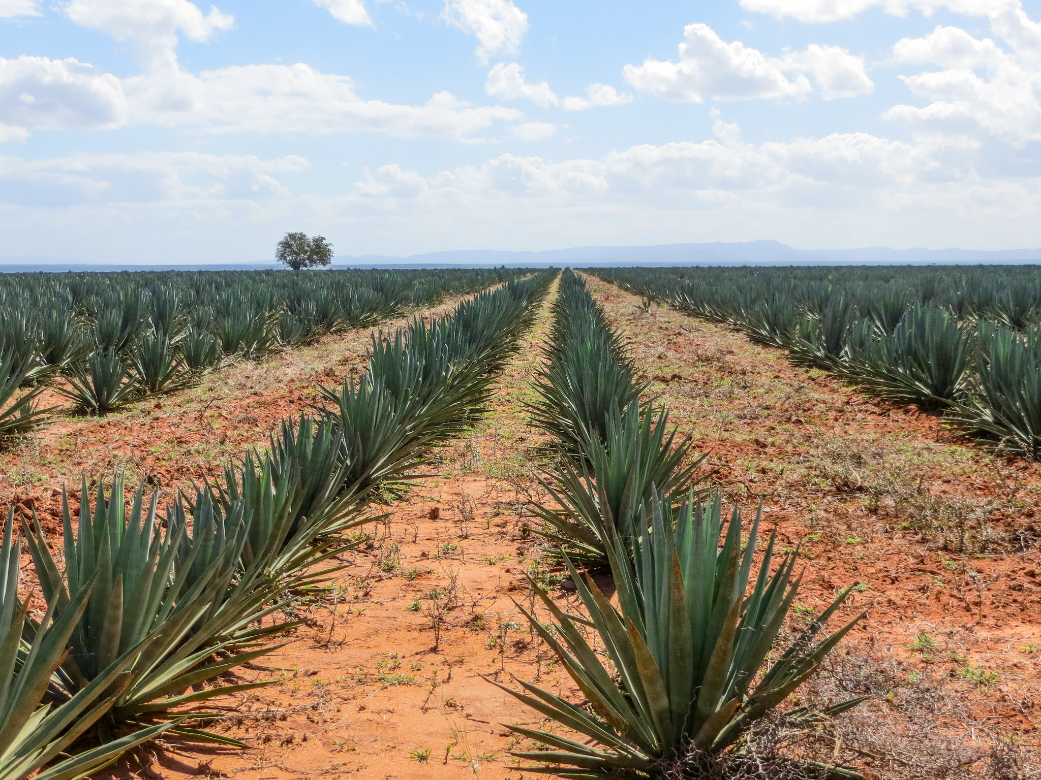 FEWS_NET_Field Photo_5.jpg